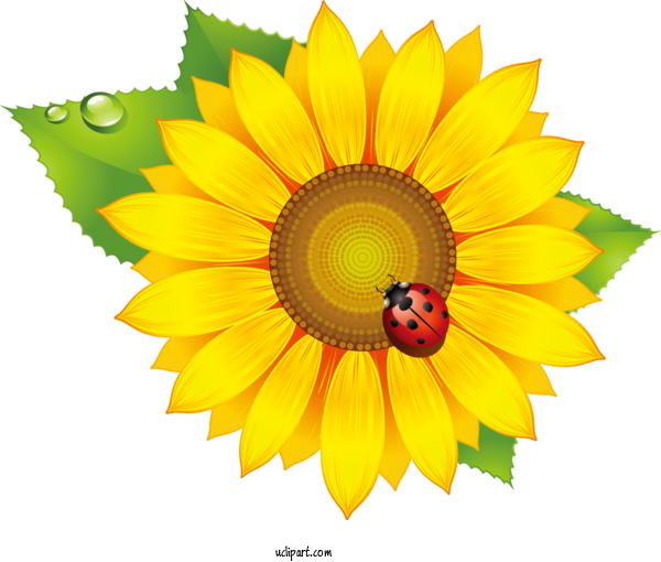 Free Flowers Sunflower Oil Cooking Oil Sunflower Seed For Sunflower Clipart Transparent Background