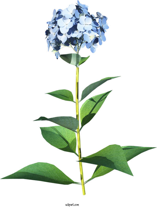 Free Flowers Flower Plant Stem French Hydrangea For Hydrangea Clipart Transparent Background