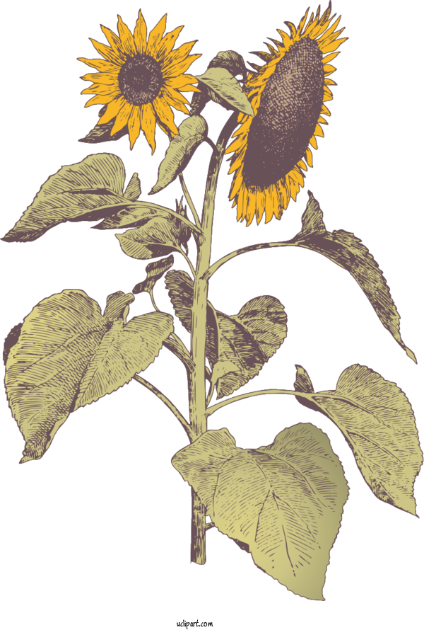 Free Flowers Scentsy Candle Warmer Candle For Sunflower Clipart Transparent Background