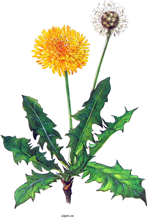Free Flowers Common Dandelion Herb Taraxacum Platycarpum For Dandelion Clipart Transparent Background