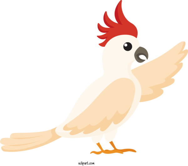 Free Animals Rooster Chicken Beak For Bird Clipart Transparent Background