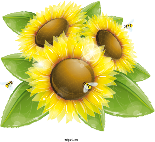 Free Flowers Bees Honey Bee Common Sunflower For Sunflower Clipart Transparent Background