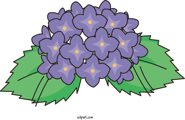 Free Flowers Floral Design Design Leaf For Hydrangea Clipart Transparent Background