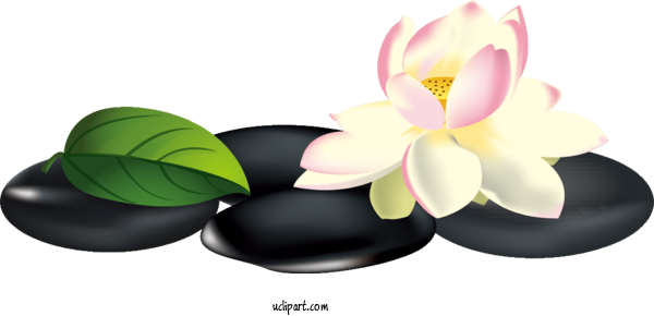 Free Flowers Design Animation Poster For Lotus Flower Clipart Transparent Background