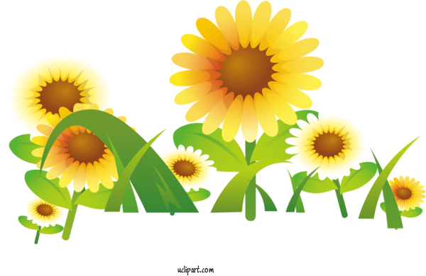 Free Flowers Greeting Card Common Sunflower Drawing For Sunflower Clipart Transparent Background