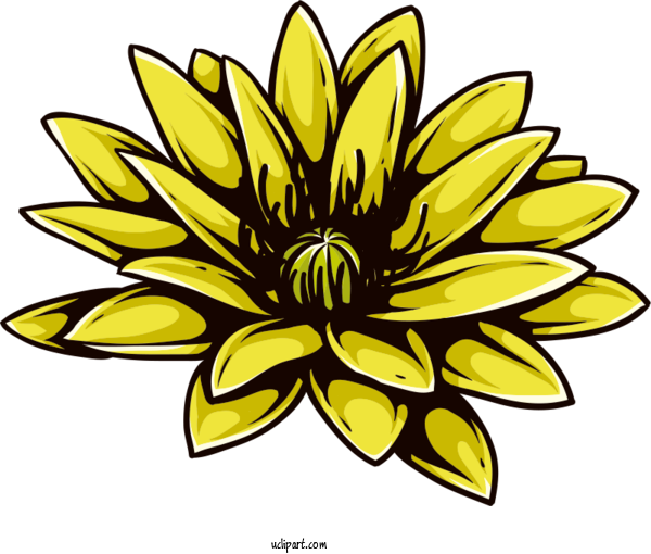 Free Flowers Plant Stem Common Sunflower Floristry For Lotus Flower Clipart Transparent Background