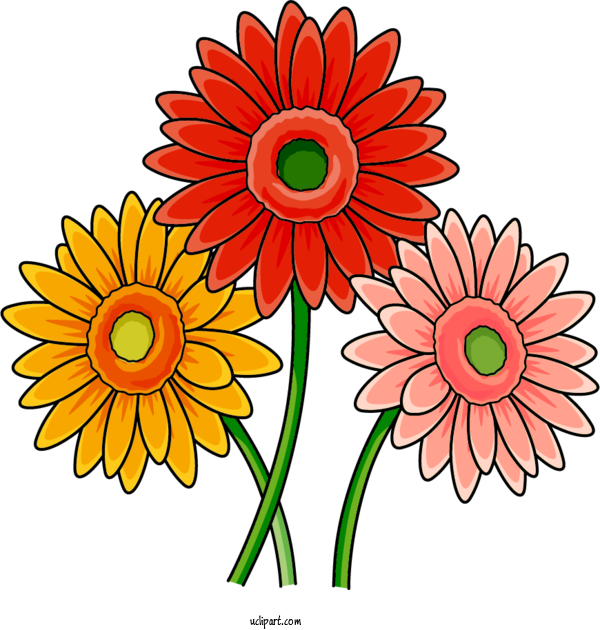 Free Flowers Transvaal Daisy Floral Design Chrysanthemum For Gerbera Clipart Transparent Background