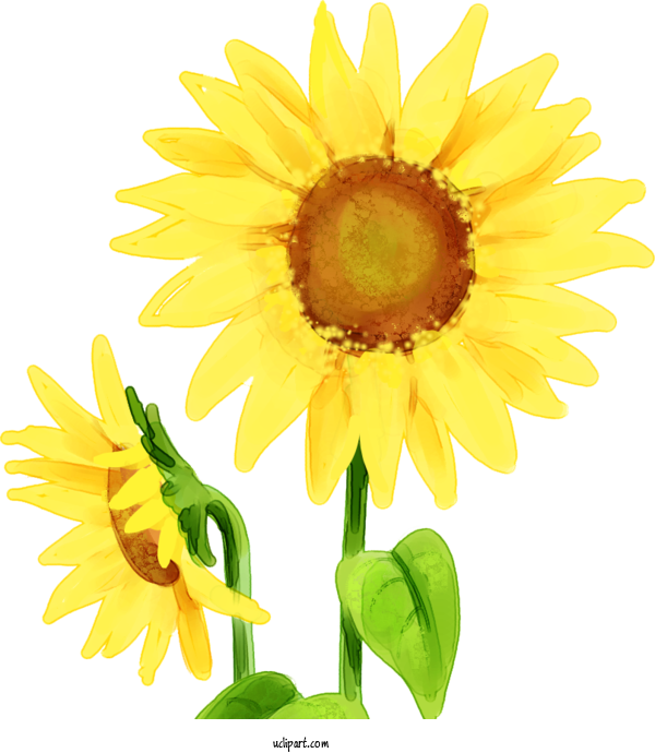 Free Flowers Mother's Day Drawing Children's Day For Sunflower Clipart Transparent Background
