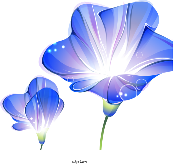 Free Flowers Te Design JPEG For Morning Glory Clipart Transparent Background