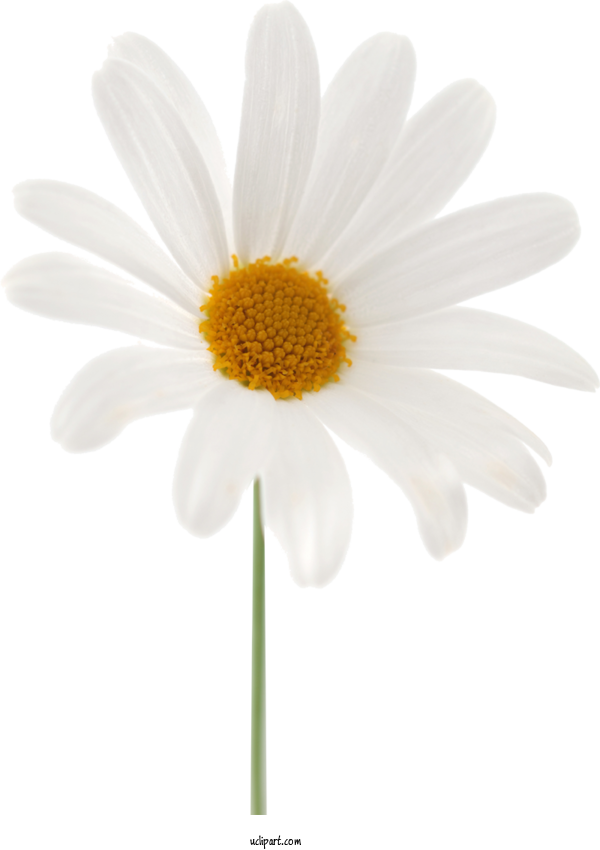 Free Flowers Common Daisy Oxeye Daisy Sticker For Marguerite Clipart Transparent Background