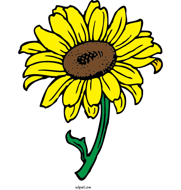 Free Flowers Line Art JPEG Blog For Sunflower Clipart Transparent Background
