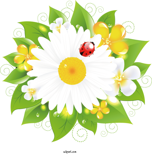 Free Flowers Transparency Drawing For Marguerite Clipart Transparent Background