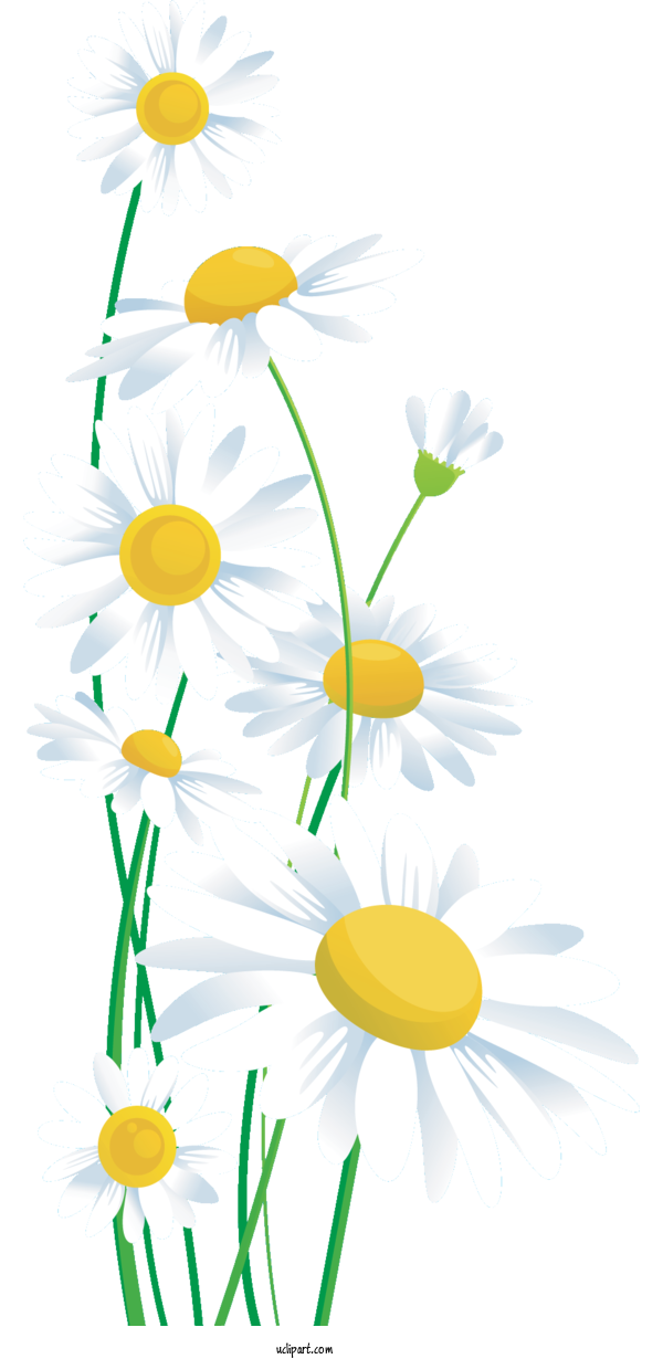 Free Flowers Cartoon Blog Transparency For Marguerite Clipart Transparent Background