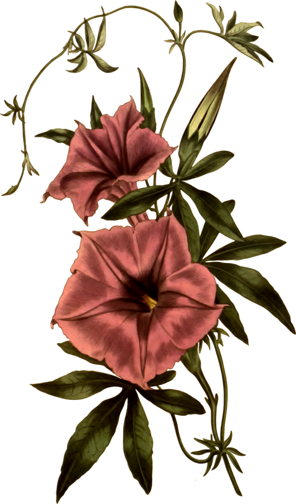 Free Morning Glory Flower Plant Flora Clipart Clipart Transparent Background