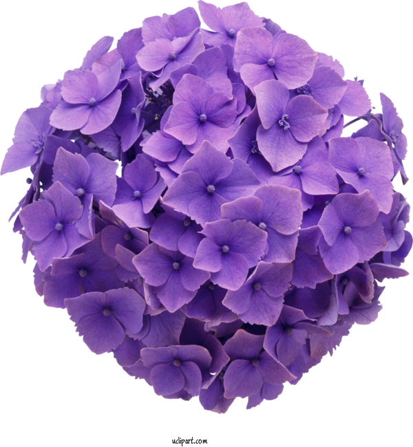 Free Flowers French Hydrangea Oakleaf Hydrangea Shrub For Hydrangea Clipart Transparent Background