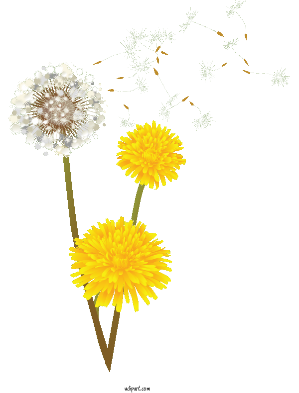 Free Flowers Dandelion Flower Chrysanthemum For Dandelion Clipart Transparent Background