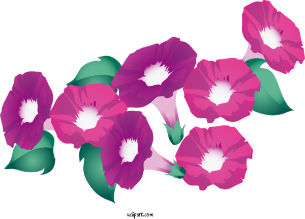 Free Flowers Design Cartoon GIF For Morning Glory Clipart Transparent Background