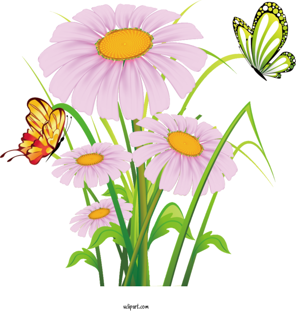 Free Flowers Flower Floral Design Common Daisy For Marguerite Clipart Transparent Background