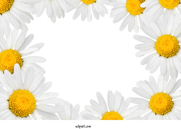 Free Flowers Chrysanthemum Common Daisy Oxeye Daisy For Marguerite Clipart Transparent Background