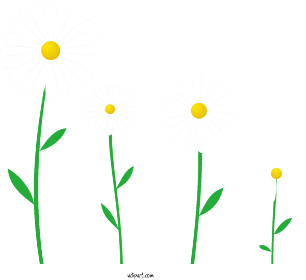 Free Flowers Vector Common Daisy Flower For Gerbera Clipart Transparent Background