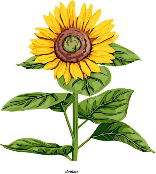 Free Flowers Common Sunflower Sunflower Seed Plant Stem For Sunflower Clipart Transparent Background