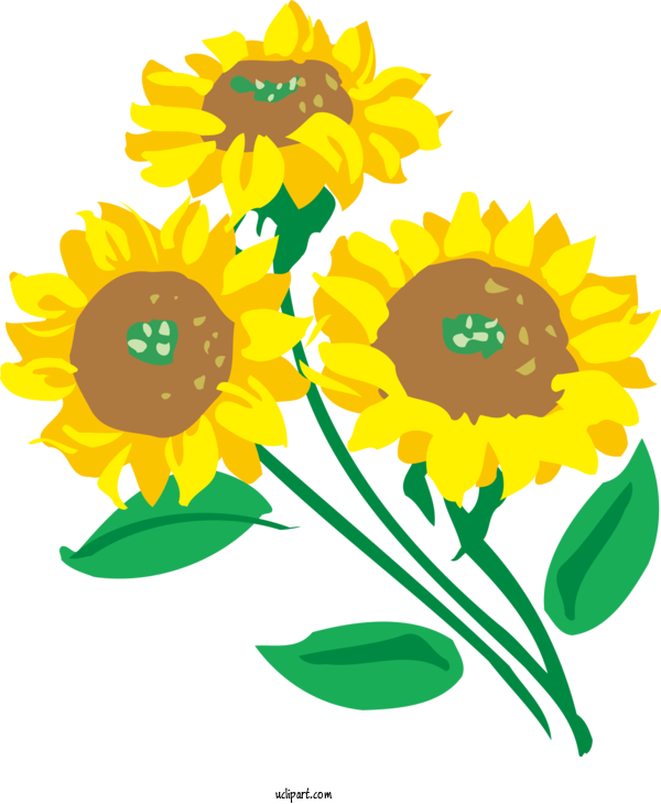 Free Flowers Common Sunflower Drawing Cartoon For Sunflower Clipart Transparent Background