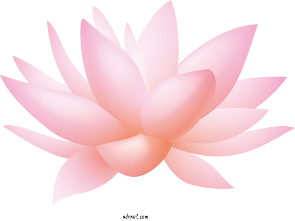 Free Flowers Nymphaea Nelumbo Drawing For Lotus Flower Clipart Transparent Background