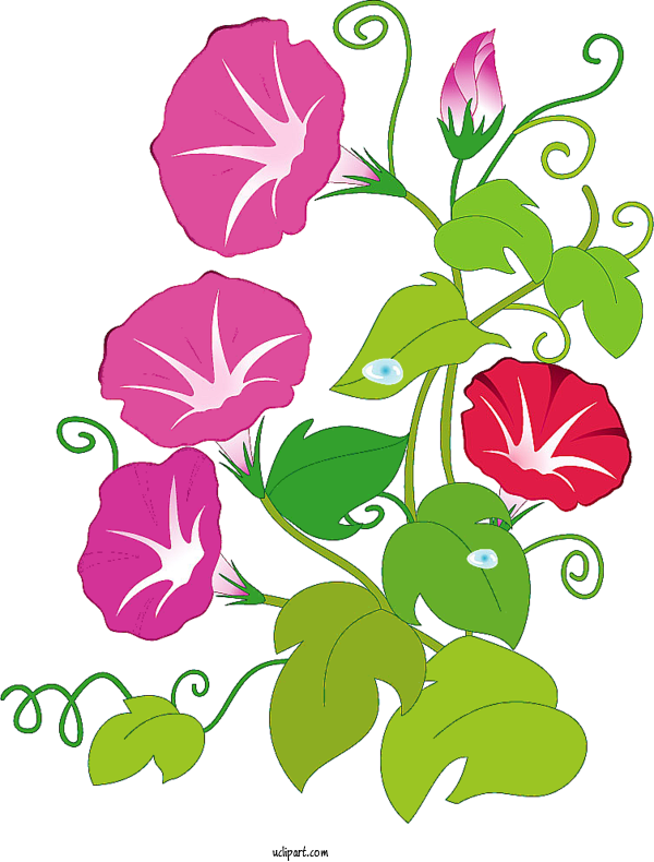 Free Flowers Japanese Morning Glory Morning Glory Tropical White Morning Glory For Morning Glory Clipart Transparent Background