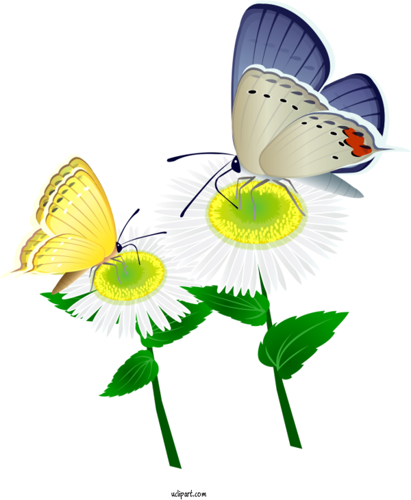 Free Flowers Icon Transparency Adobe Illustrator For Marguerite Clipart Transparent Background