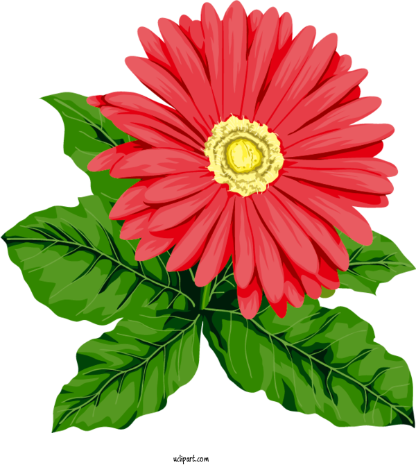 Free Flowers Transvaal Daisy Design Adobe Photoshop For Gerbera Clipart Transparent Background