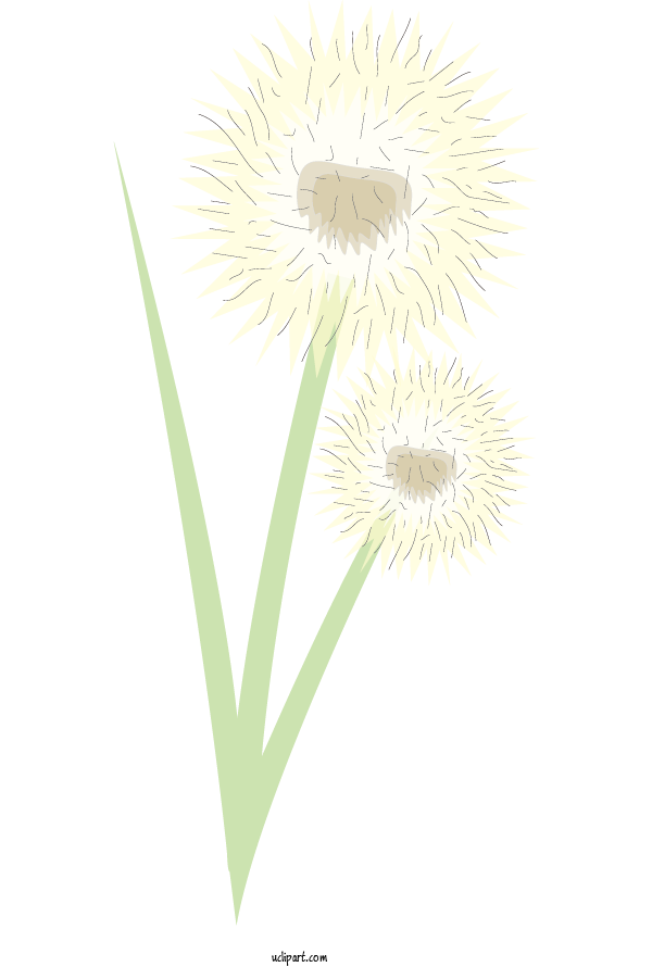 Free Flowers Oxeye Daisy Transvaal Daisy Plant Stem For Dandelion Clipart Transparent Background