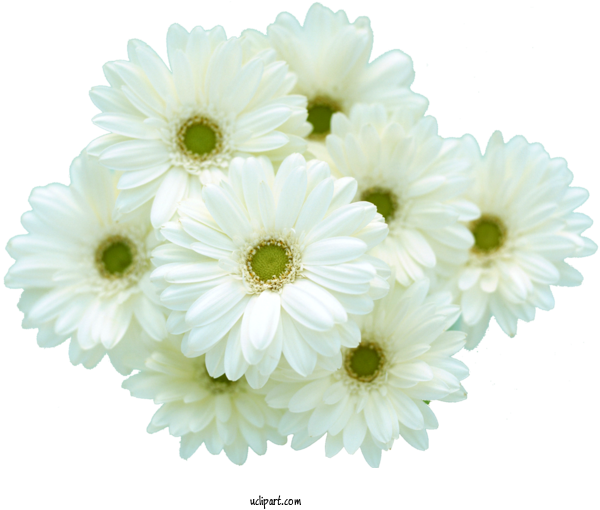 Free Flowers Transvaal Daisy Flower Bouquet Flower For Gerbera Clipart Transparent Background