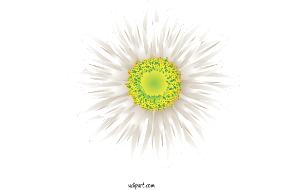 Free Flowers Dandelion Yellow Font For Gerbera Clipart Transparent Background