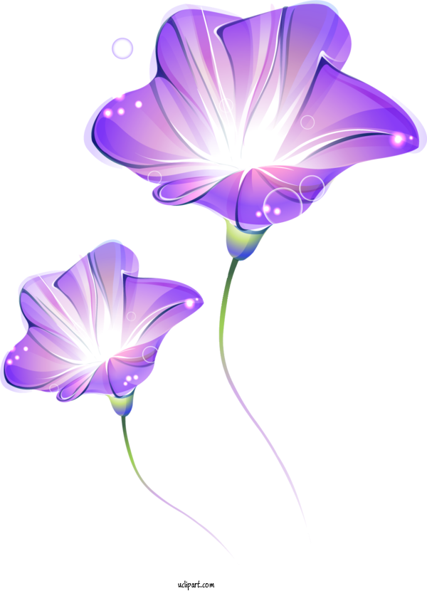 Free Flowers JPEG Mural For Morning Glory Clipart Transparent Background