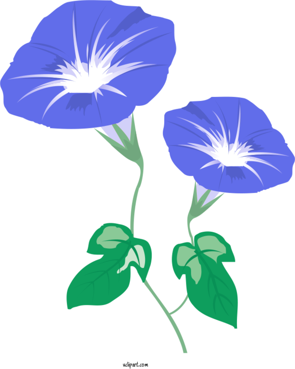 Free Flowers Japanese Morning Glory Petal Mochi For Morning Glory Clipart Transparent Background