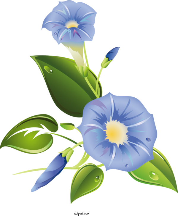 Free Flowers Common Morning Glory Blue Dawn Flower Morning Glory For Morning Glory Clipart Transparent Background