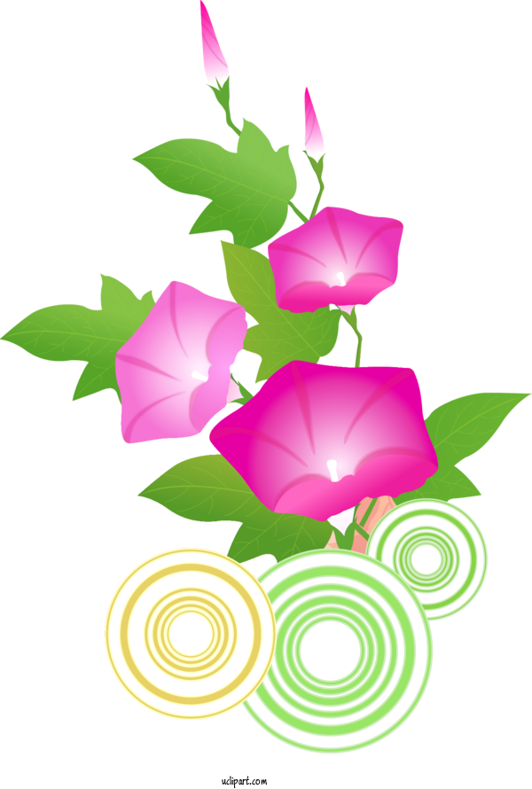Free Flowers Flower Floral Design Morning Glory For Morning Glory Clipart Transparent Background