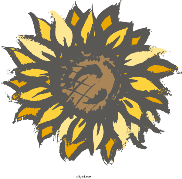 Free Flowers Common Sunflower Sunflower Seed Floral Design For Sunflower Clipart Transparent Background
