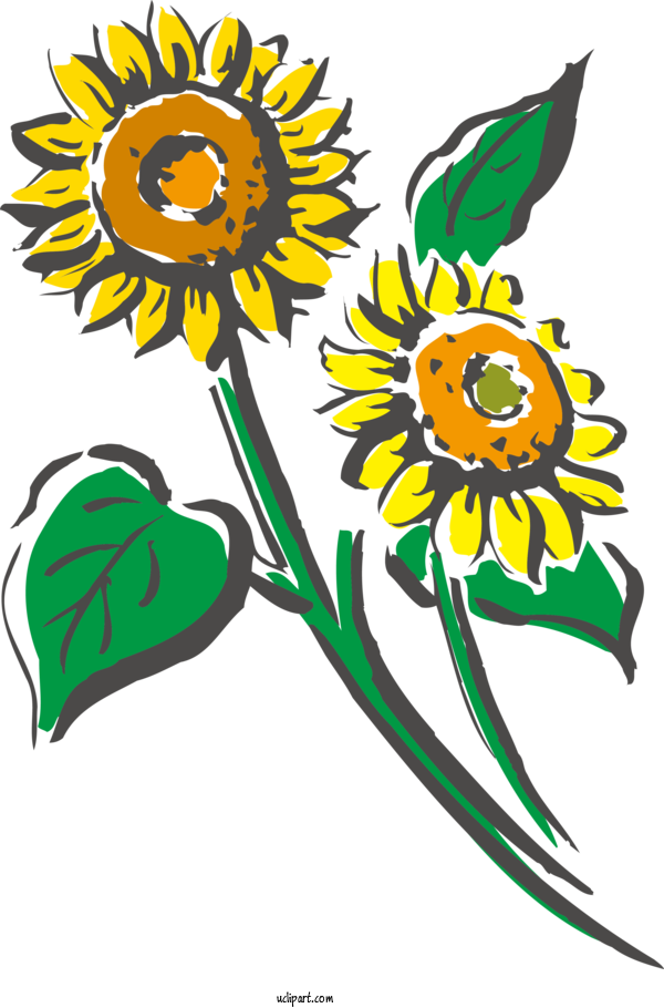 Free Flowers Floral Design Common Sunflower Plant Stem For Sunflower Clipart Transparent Background