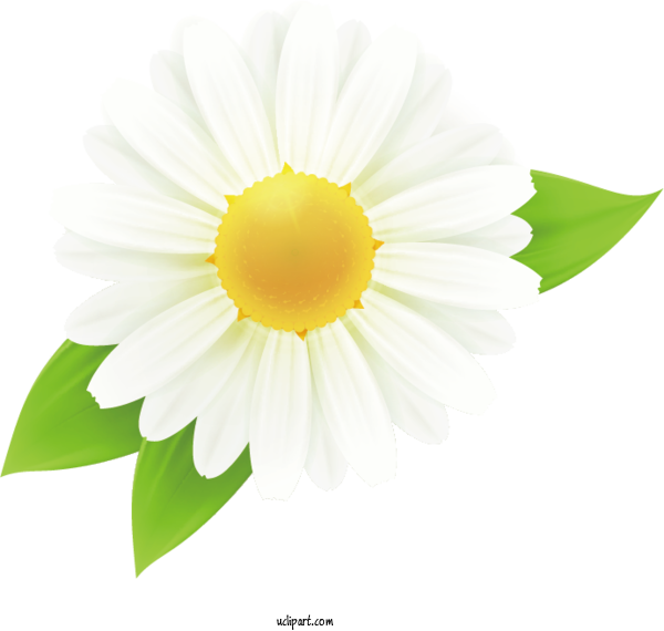 Free Flowers Oxeye Daisy Annual Plant Petal For Marguerite Clipart Transparent Background