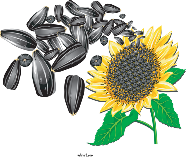Free Flowers Sunflower Seed Common Sunflower Seed For Sunflower Clipart Transparent Background