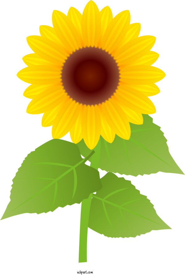 Free Flowers Common Sunflower Royalty Free Model For Sunflower Clipart Transparent Background