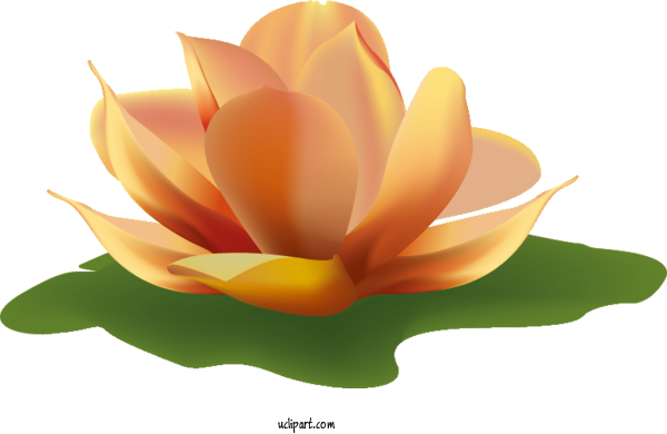Free Flowers Nymphaea Nelumbo Design Cartoon For Lotus Flower Clipart Transparent Background