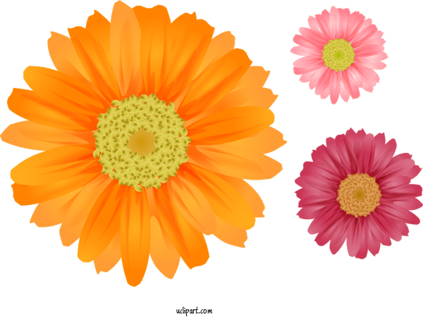 Free Flowers Transvaal Daisy Flower Flower Bouquet For Gerbera Clipart Transparent Background