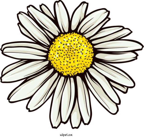 Free Flowers Common Daisy Decal Royalty Free For Marguerite Clipart Transparent Background