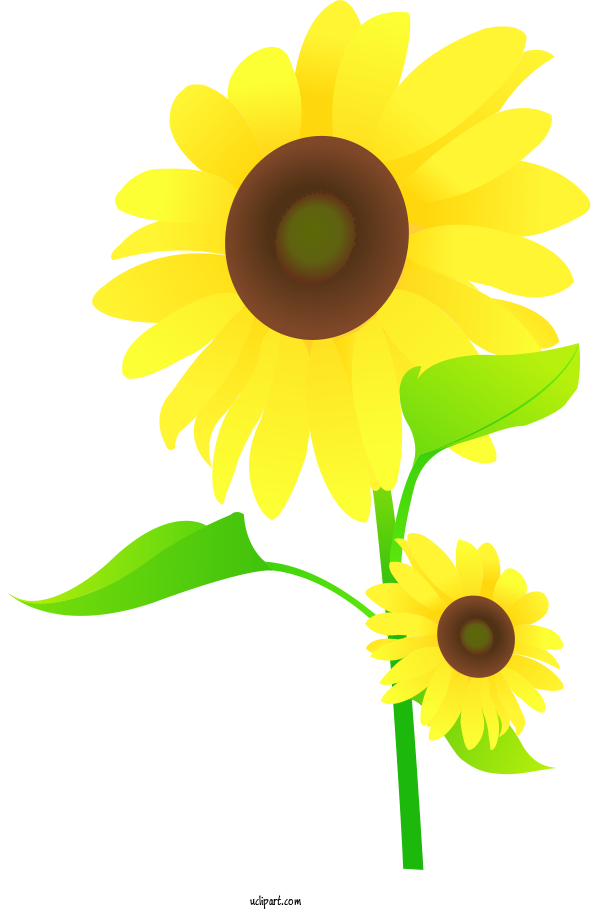 Free Flowers Common Sunflower Drawing Sunflower Seed For Sunflower Clipart Transparent Background