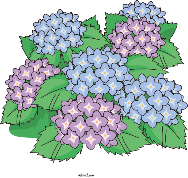 Free Flowers East Asian Rainy Season French Hydrangea Hydrangea For Hydrangea Clipart Transparent Background