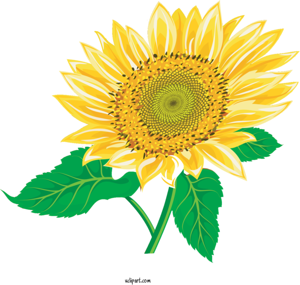 Free Flowers Common Sunflower Sunflower Oil Sunflower Seed For Sunflower Clipart Transparent Background
