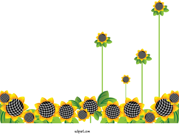 Free Flowers Common Sunflower Cartoon Sunflower Seed For Sunflower Clipart Transparent Background