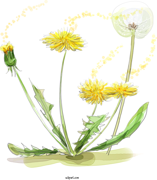 Free Flowers Watercolor Painting Painting Drawing For Dandelion Clipart Transparent Background